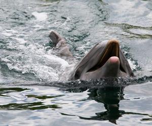 Delfin pojawił się w Bałtyku niedaleko Gdyni!  Mógł znaleźć się w Morzu Bałtyckim tylko jedną drogą