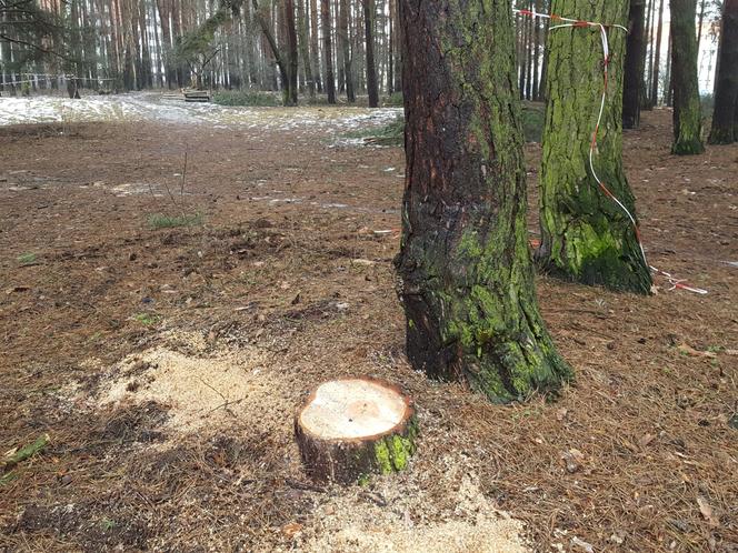 Na osiedlu Rejtana w Lesznie znów wycinane są drzewa. Będa też gdzie indziej