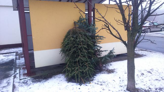 Choinki zalegają przy boksach śmietnikowych w Toruniu