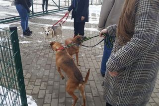 Zwierzaki można wyprowadzić do godz. 16