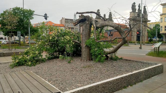 Ktoś zniszczył charakterystyczne drzewko na placu Solidarności