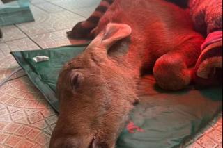 Zawisła na płocie i urodziła! Dramatyczna akcja ratunkowa. Strażacy robili wszystko, co w ich mocy 