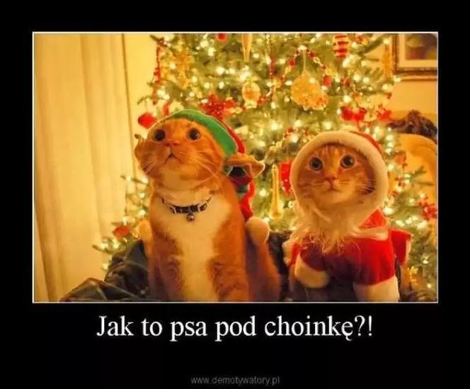 Memy bożonarodzeniowe 2025: Najlepsze świąteczne obrazki, które poprawią Ci humor!
