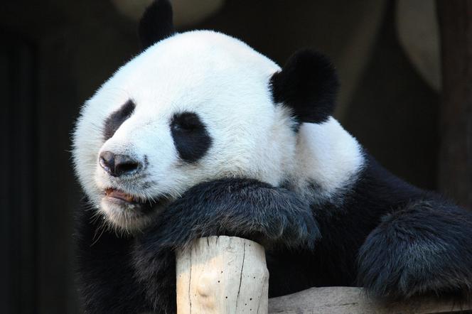Zamość chce mieć w zoo... pandę. Władzie miasta piszą petycję do rządu Chin