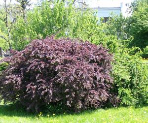 Berberys Thunberga 'Atropurpurea'