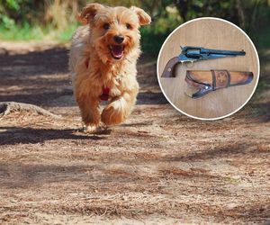 Wołomin. 67-latek zastrzelił psa! Szokujące wyjaśnienia