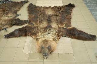 W bagażach znaleziono skórę niedźwiedzia i żywego żółwia. Podróżni nie mieli zezwoleń