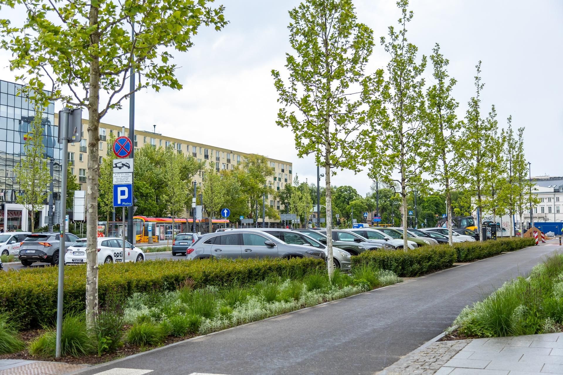 Sadzenie zieleni na placu Bankowym w maju 2025 r.