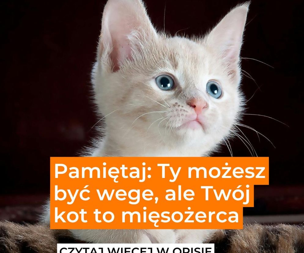 Twój kot nie jest wege! Przeczytaj opis 