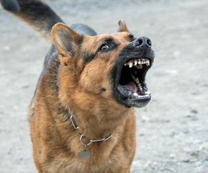 Agresywny pies pogryzł 20-latkę! Koszmar podczas spaceru