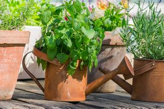 Zioła na balkonie: idealne rośliny dla początkujących ogrodników