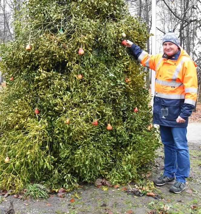 Wyjątkowa choinka w Czerwionce-Leszczynach. Zamiast ozdób zobaczymy ptasie pyzy, orzechy i owoce