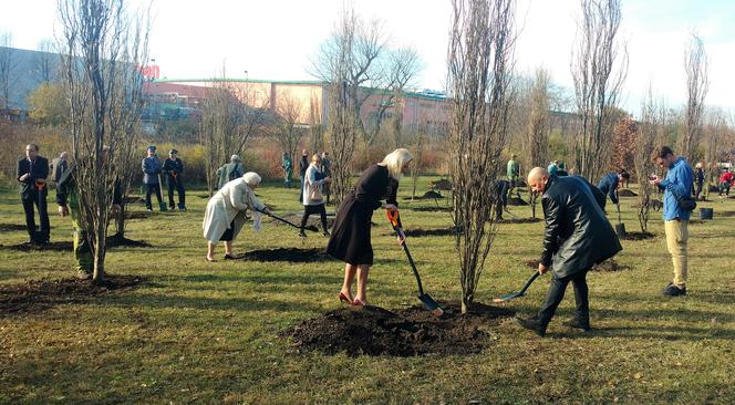 Katowice: 100 dębów na 100-lecie niepodległości. Drzewa zostały zasadzone na os. Tysiąclecia [ZDJĘCIA]