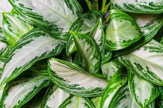 Aglaonema “Silver Bay”