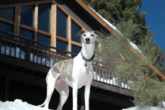 Rasy psów do małych mieszkań: greyhound 