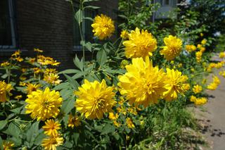 Rudbekia naga