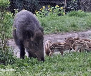 Dziki w Sosnowcu chodzą po osiedlach