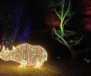 Christmas Garden w zoo w Chorzowie jest zachwycający