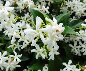 Jaśmin kwiecisty = Jaśmin wielokwiatowy - Jasminum polyanthum