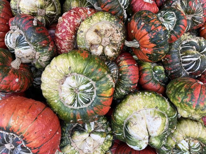 Dynia ozdobna turbaniformis