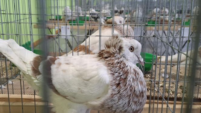 Kalisz. Rasowe gołębie, drób i króliki można podziwiać w hali OSRiR