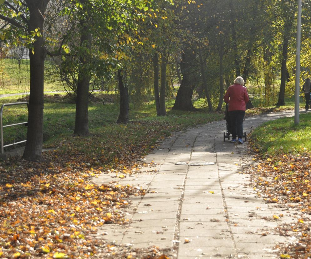 Przymrozki czy mgły? Sprawdź prognozy pogody na długi weekend 