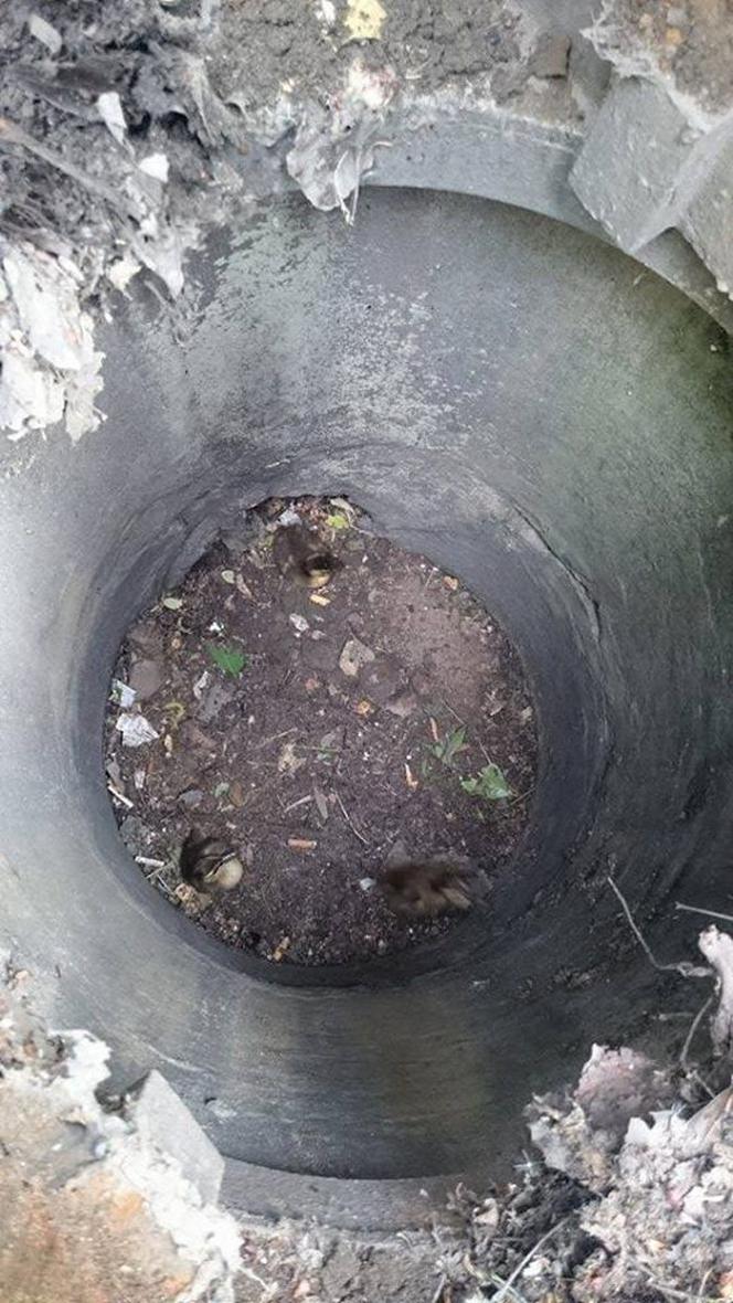 Strażacy uratowali maleńkie kaczki uwięzione w studzience kanalizacyjnej [GALERIA ZDJĘĆ]