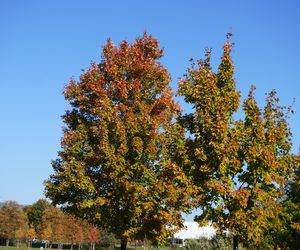 Park im. św. Jana Pawła II w jesiennych barwach