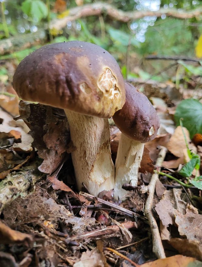   Masa grzybów w lasach Warmii i Mazur. Nasi Czytelnicy chwalą się zbiorami! Zobacz zdjęcia