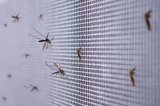 Plagę komarów mają zlikwidować te modyfikowane genetycznie. Wypuszczono ich już miliard