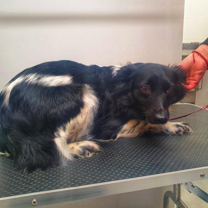 Suczka padła ofiarą zoofila?! Zwierzę ma nowy dom, ale ciągle się boi