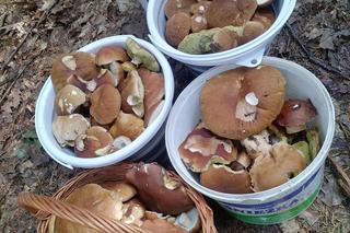 Grzyby pani Agnieszki