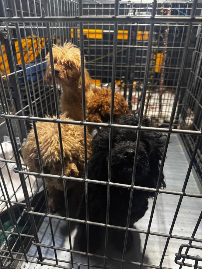 Skandal w pseudohodowli pod Krakowem! Psy żyły we własnych odchodach. Właścicielce grozi więzienie