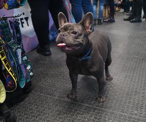 Psiaki opanowały Halę Targową! Za nami wyjątkowe targi [ZDJĘCIA, WIDEO]