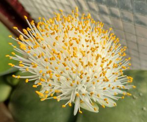 Krasnokwiat białokwiatowy