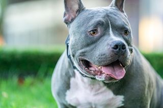 Amstaff pogryzł 2,5-letnie dziecko. Rzucił się na twarz dziewczynki podczas zabawy