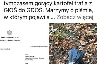 Martwe ptaki w Warszawie. Wrona siwa