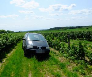 Diabelski plan Moniki. Najpierw był seks, a potem horror. Zbyszek ledwo przeżył