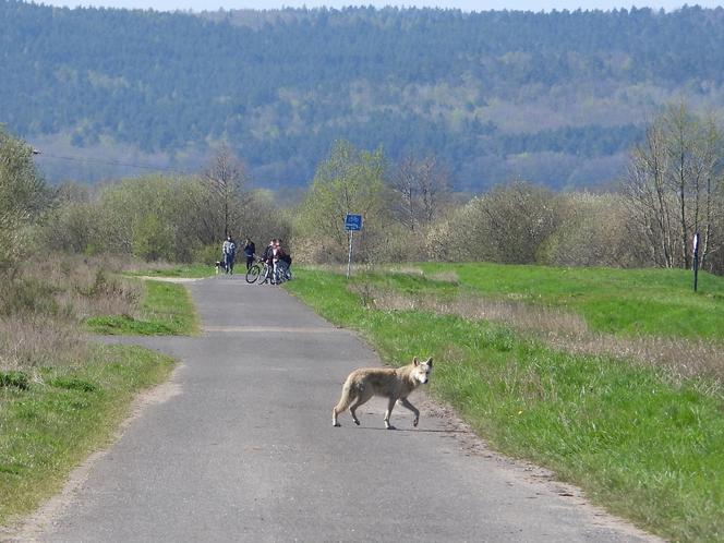 Wilk na Kaszubach