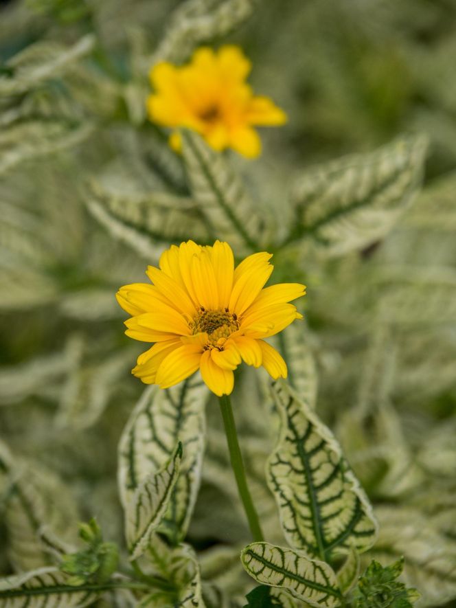 Słoneczniczek szorstki 'Loraine Sunshine'