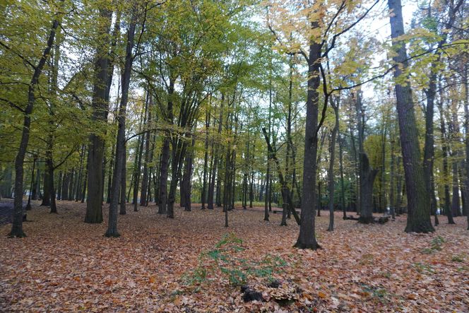 Park Lubomirskich w Białymstoku jesienią 