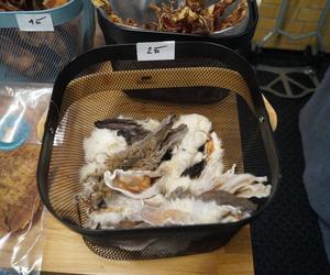 Psiaki opanowały Halę Targową! Za nami wyjątkowe targi 