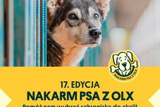 Akcja Nakarm Psa z OLX rusza już po raz 17. Wystarczy jedno kliknięcie, aby pomóc zwierzakom!