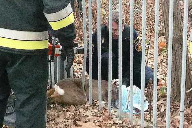 Sarenka uwięziona w prętach