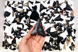 Odkryto cmentarzysko rekinów w Oceanie Indyjskim. Ponad 750 zębów