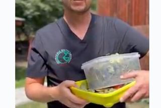 Weterynarz je śniadanie z łosiem