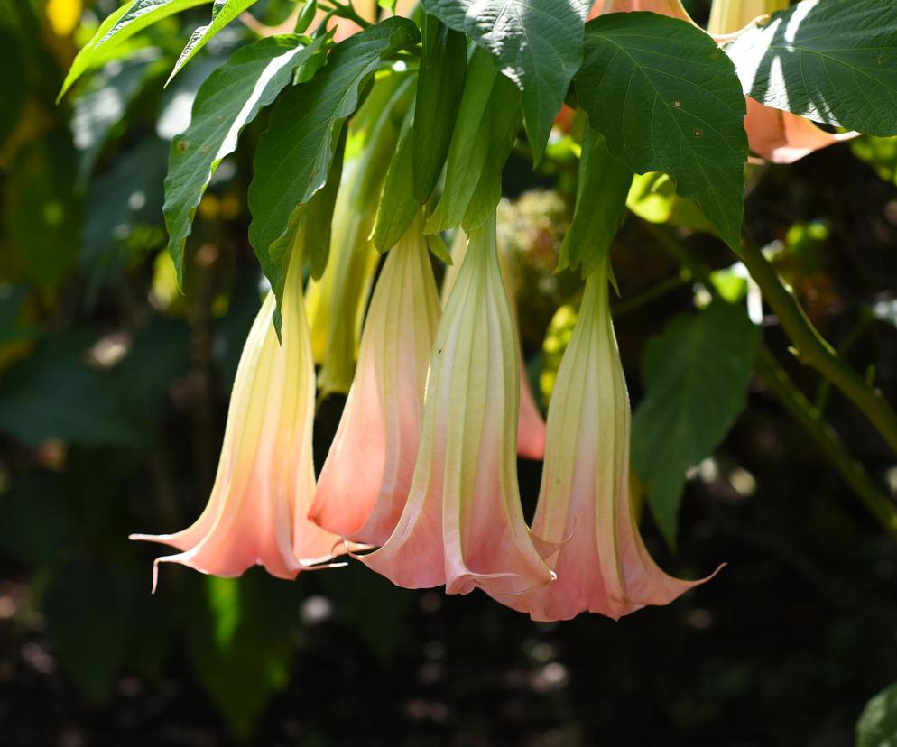 Niesamowita Datura. Zdjęcia