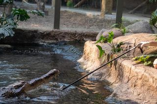 Orientarium Zoo Łódź. Pierwsze karmienie Krakena w historii ogrodu. To największy krokodyl w Europie [ZDJĘCIA].