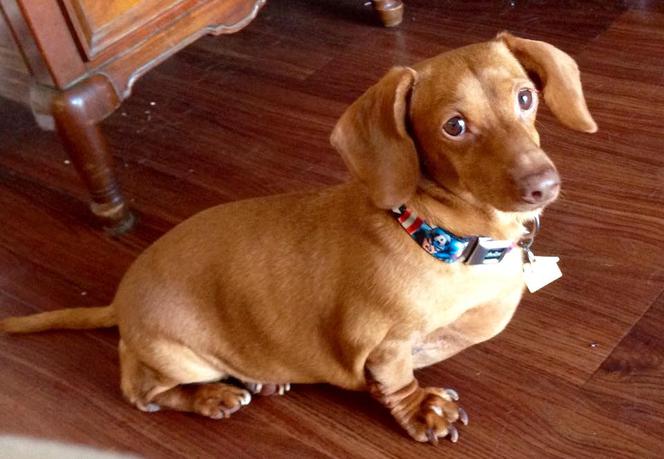 Dennis prawie zmarł z przekarmienia. Jamnik ważył 25 kg! Jak wygląda po intensywnej diecie?