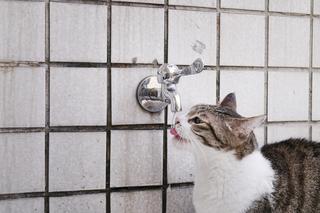 Dlaczego koty lubią pić wodę prosto z kranu?